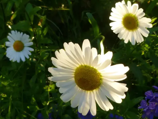 Tre vita prästkragar, Leucanthemum vulgare, lyser i solljuset bland gröna blad.