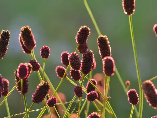Mörkröda blommor av sanguisorba officinalis lyser i solnedgången.