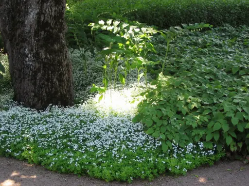 En matta av små vita blommor, troligen bistorta affinis, breder ut sig vid foten av ett stort träd. Solen lyser upp en del av blomsterhavet.