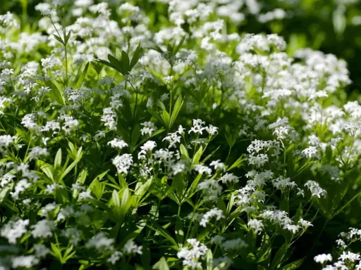 En matta av små vita blommor, galium odoratum, breder ut sig i solljuset.