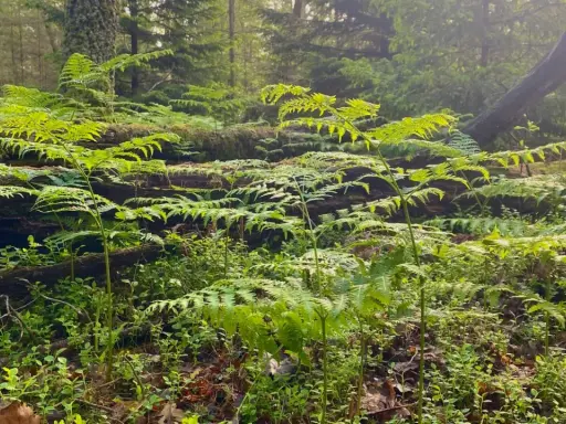 Gröna ormbunkar breder ut sig i en svensk skogsmiljö, med en fallen trädstam som bakgrund.