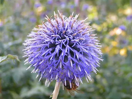 En bin besöker en lila veronika blomma, dess kronblad liknar små spjut.