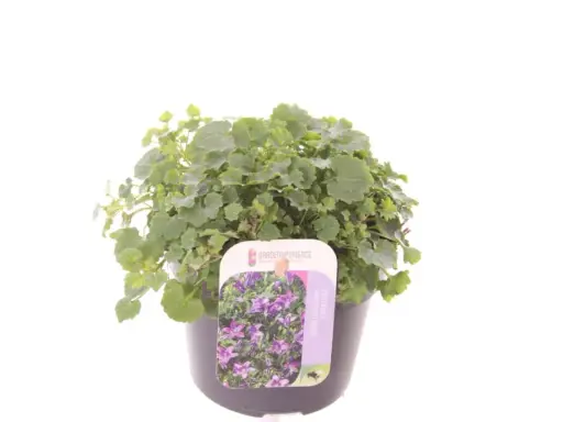 En kruka med en tät, grön murklocka perenn. Blommorna på etiketten är lila och liknar små klockor.