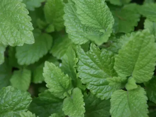 Närbild på frodig citronmeliss perenn. Bladen är ljusgröna med tydlig ådring och en lätt tandad kant.