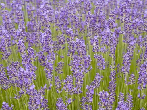 Fält av lavendel, lavandula angustifolia munstead, med sina lila blommor och gröna stjälkar.