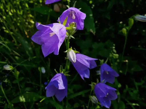 En grupp lila blommor som liknar blåklockor hänger i solen.