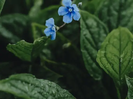 Två små, blå blommor lyser upp den mörka, gröna bakgrunden av bladverk. En vacker blå blomma perenn som ser ut att ha fått en dusch av regn.