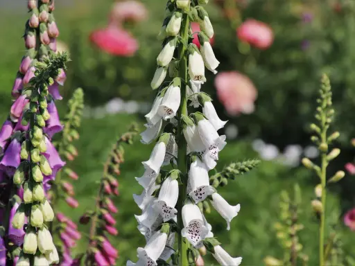 Vackra men **digitalis giftig** blommor i lila och vita nyanser. Deras klockformade blommor hänger i klasar mot en suddig grön bakgrund.