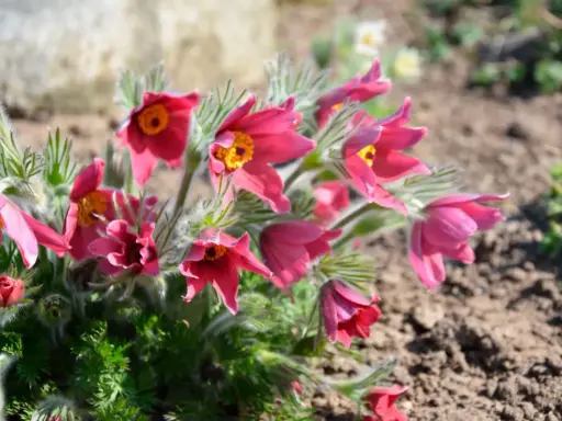 En grupp rosa, klockformade blommor med orange mitt. Dessa perenna blommor, en vacker orange blomma perenn, blommar tidigt på våren.