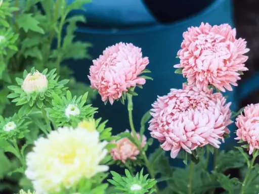 Rosa aster perenn blommor med knoppar och en gul blomma i förgrunden.