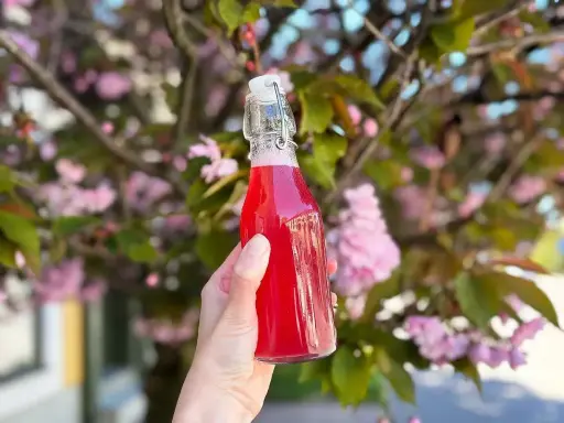 En hand håller en flaska med rosa rabarbersirap framför blommande körsbärsträd.