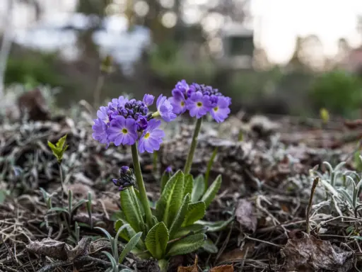 Två lila primula sorter blommar i en trädgård, omgivna av torra löv och nya gröna skott.