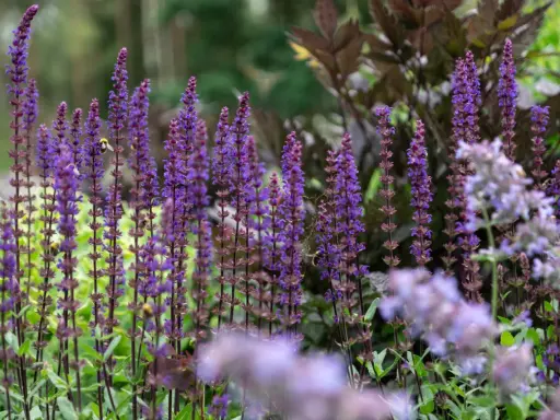 En humla besöker en blommande kransveronika, vars lila spiror skapar en fascinerande syn i trädgården.