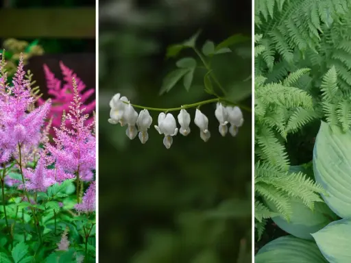 Rosa astilbe, vita hjärtblommor och gröna ormbunkar trivs i perenn skugga.