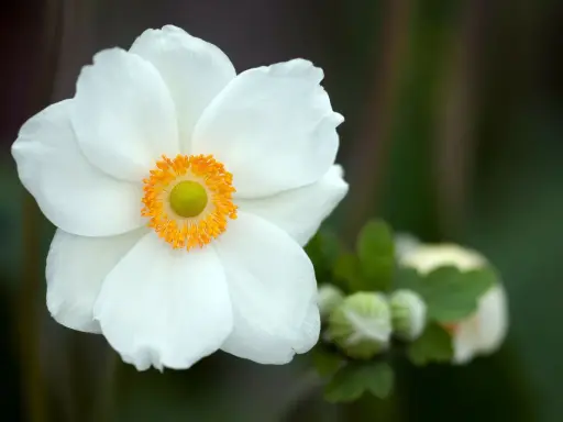 En vit anemone sylvestris blommar med en gul mitt. I bakgrunden syns knoppar och gröna blad.