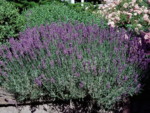En frodig buske av lavendel, lavandula angustifolia 'Hidcote', blommar i en trädgård med rosa rosor i bakgrunden.