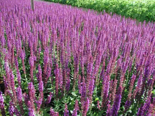 Fält av lila salvia 'Ostfriesland' blommar i solsken.