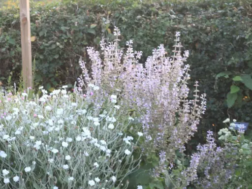 En lummig trädgård med en buske av ljuslila blommor, troligen lychnis coronaria, och en tät matta av små vita blommor.