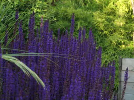 En tät rabatt med lila salvia blomma, en humla syns på en av blommorna. Gräs och gröna blad i bakgrunden.