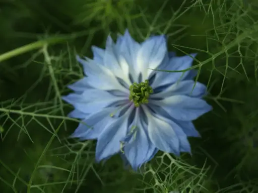 Blå blommor med finflikiga blad, som påminner om Panicum virgatum, i en grönskande trädgård.