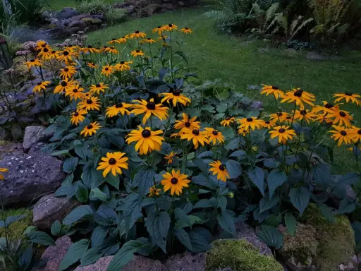 En rabatt med soliga rudbeckia fulgida blommor som lyser upp trädgården.