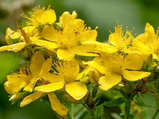 En klase lysande gula blommor av **hypericum perforatum** (johannesört) med sina karaktäristiska ståndare.