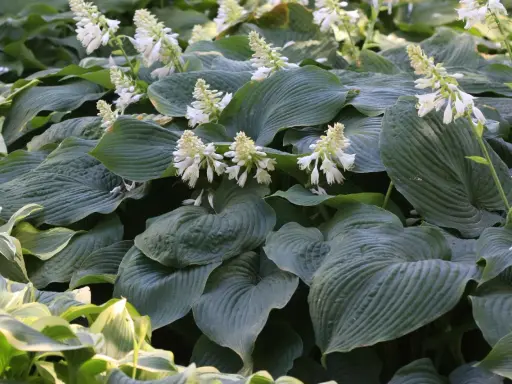 En tät plantering av hosta 'Royal Standard' med stora, mörkgröna blad och spiror av vita blommor.