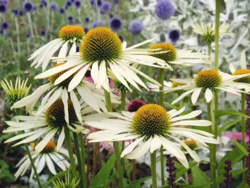 Vita solhattar blommar i en rabatt med blå klotrundlar, en motsats till perenn som ger liv och färg.