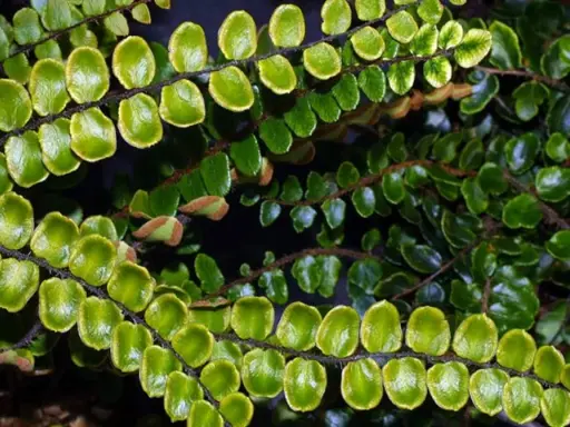 Närbild på en frodig växt med små, runda, gröna blad som sitter tätt längs mörka stjälkar. Bladen påminner om de hos Polypodium vulgare.