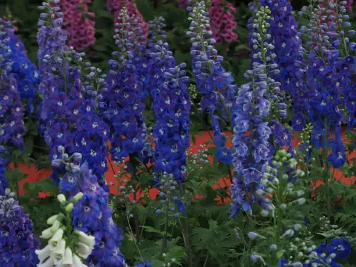 A cluster of tall, vibrant blue delphiniums with hints of purple and white flowers in a garden.