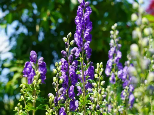 Blå stormhatt, även känd som Aconitum napellus, blommar i en lummig trädgård.