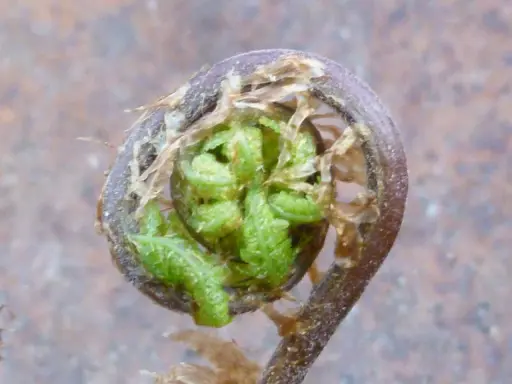 En nyutslagen ormbunke, Matteuccia struthiopteris, vars blad rullar ut sig ur en brunaktig stängel.