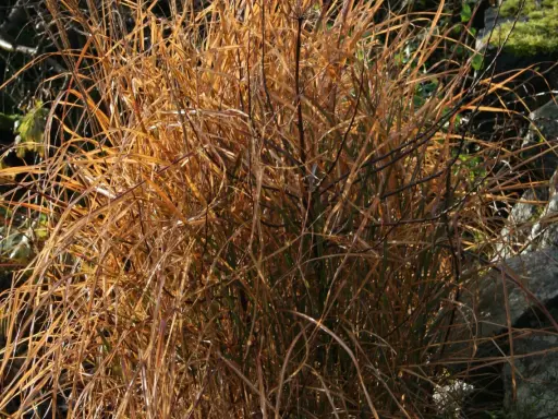 Torkad miscanthus flamingo i gyllene höstfärger, med stenar och grönska i bakgrunden.