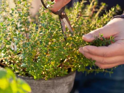 Händer klipper timjan (thymus vulgaris) i en kruka. Solen lyser på de små gröna bladen.