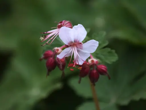 En ljusrosa blomma av Geranium macrorrhizum Spessart med mörkröda frökapslar mot en grön bakgrund.