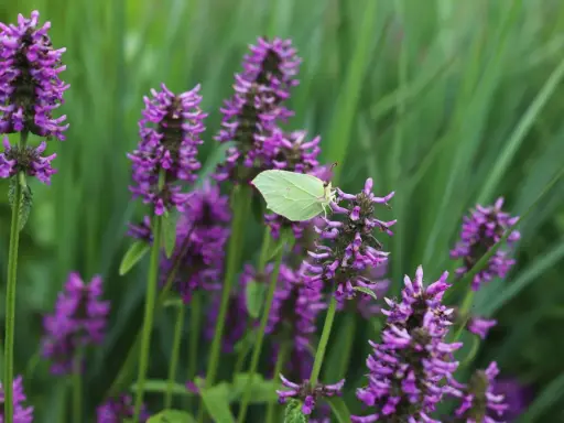 En ljusgul citronfjäril vilar på en lila blomställning av betonica officinalis.