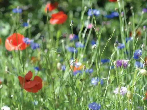 En äng med röda vallmo och blåklint, typiska svenska blommor i full blom.