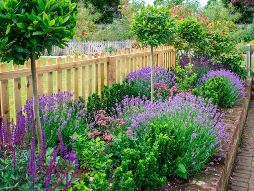 En vacker rabatt med lavendel perenn som blommar i lila nyanser, kantad av en trästaket och gröna buskar.