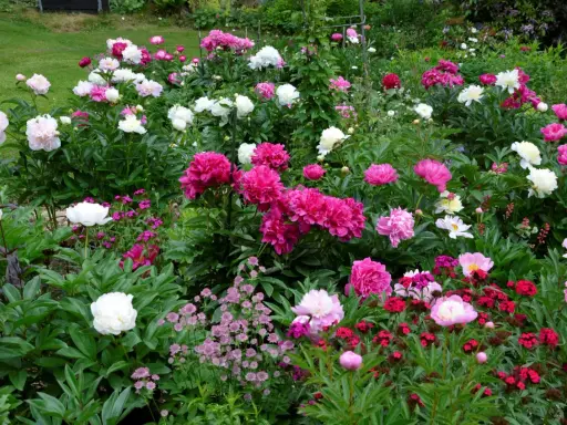 En frodig rabatt fylld med blomstrande pioner i olika nyanser av rosa, vitt och cerise. En dröm för alla som älskar pioner.