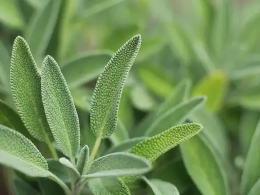 Närbild på salvia officinalis bladverk. Bladen är grågröna, sammetslena och har en tydlig ådring.