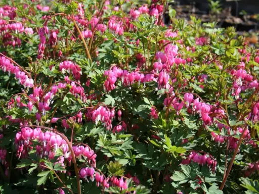 En buske med många hängande, hjärtformade blommor i rosa och vitt. Lamprocapnos spectabilis blommar vackert i trädgården.