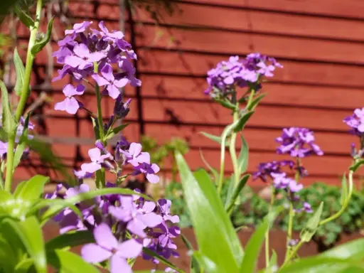 Lila blommor, liknande achillea ptarmica, blommar framför en röd trävägg i en svensk trädgård.