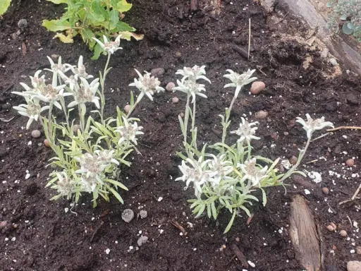 Två grupper av leontopodium alpinum, även kända som edelweiss, blommar i mörk jord.