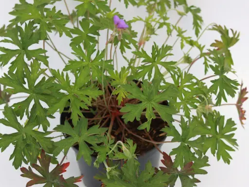 En kruka med en frodig Geranium 'Brookside' med gröna, flikiga blad och en ensam lila blomma.
