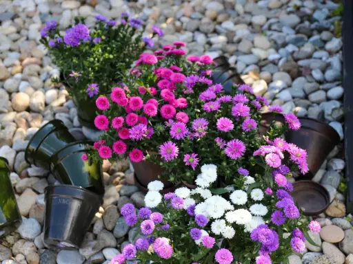 Färgglada aster dumosus i krukor på grus. Ljuvliga rosa, lila och vita blommor som lyser upp.