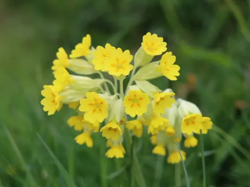 En klase solgula gullvivor, en fridlyst blomma, lyser upp den gröna ängen.