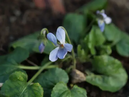 En ljuslila viol, viola odorata, blommar bland gröna blad.