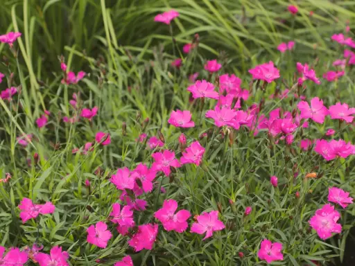 En matta av lysande rosa nejlika perenn blommor mot en bakgrund av grönt gräs.
