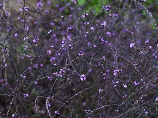 En tät buske med små lila blommor, en vacker verbena officinalis i full blom.