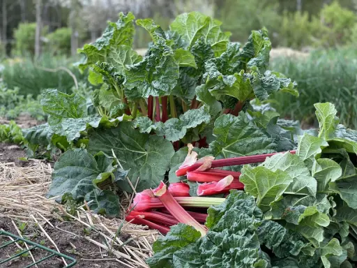 En frodig rabarberplanta, Rheum rhabarbarum, med saftiga röda stjälkar redo att skördas.